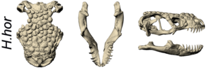 Heloderma horridum skull (cropped)