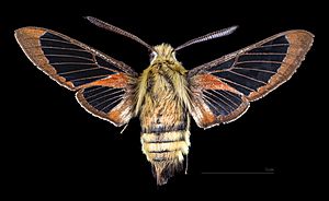 Hemaris thetis MHNT CUT 2010 0 393 Fraser (Colorado), male dorsal.jpg