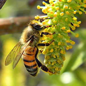Honey Bee on Willow Catkin (5419305106)