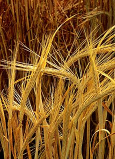 Hordeum-barley