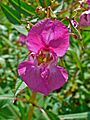 Impatiens glandulifera 0004