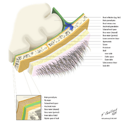 Layers of the scalp and meninges.png