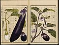 Leiden University Library - Seikei Zusetsu vol. 26, page 027 - 渤海茄, 水茄 - Solanum melongena L. - 茄子 - idem, 1804
