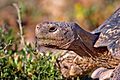 Leopard tortoise (Stigmochelys pardalis) head