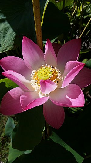 Lotus flower thailand