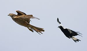 Magpie chasing Brown Goshawk (Immature)