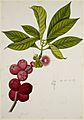 Malay Apple - 40 drawings of plants at Bencoolen, Sumatra (c.1824) - BL NHD 48-26