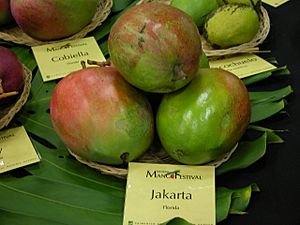 Mango Jakarta Asit ftg.jpg