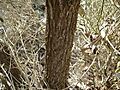 Melaleuca thyoides (bark)