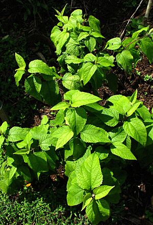 Melanthera fauriei (5490620181)