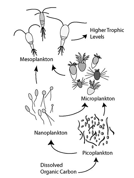 Microbial Loop