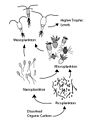 Microbial Loop
