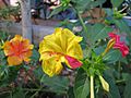 Mirabilis-jalapa-In-Different-Colors