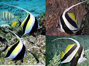 Moorish-pennant-bannerfish