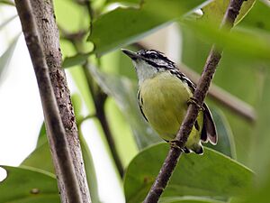 Myrmotherula ignota - Moustached Antwren.jpg