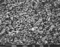 Nanoplankton-fossil-sediment hg