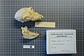 Naturalis Biodiversity Center - ZMA.MAM.23967.a lat - Macaca silenus Linnaeus - skull