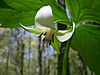 Nodding trillium flower -SC woodlot- 3
