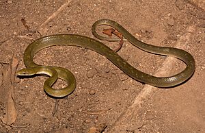 Northern Green Ratsnake (Senticolis triaspis intermedia).jpg