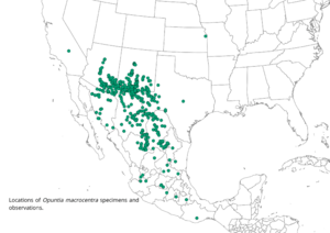 Opuntia macrocentra range