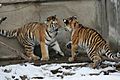 Panthera tigris altaica 02 - Buffalo Zoo