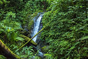 Parque Nacional Montaña de Comayagua, PANACOMA. Honduras.jpg