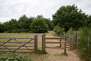 Part of Netley Common - geograph.org.uk - 1402757