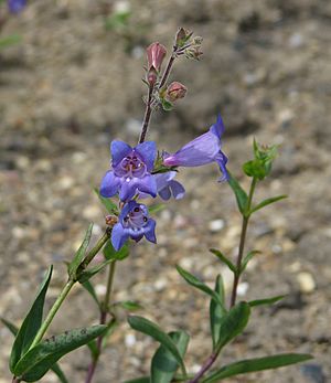 Penstemon roezlii.jpg