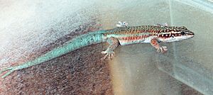 Phelsuma barbouri.jpg