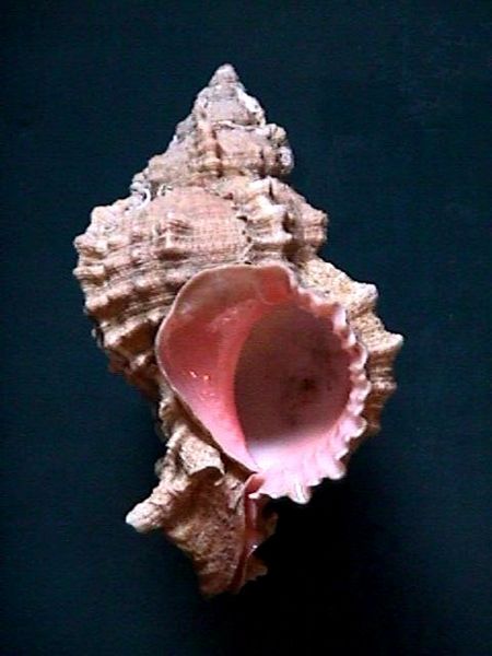 Phyllonotus margaritensis
