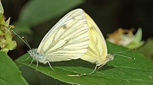 Pieris napi couple (aka)