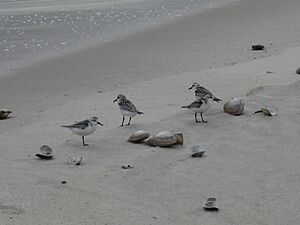 Piping Plovers Atlantic Beach New York