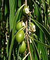 Pittosporum phillyreoides 4