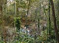 Pond in Lousehill Copse - geograph.org.uk - 611917
