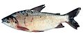 Prochilodus lineatus