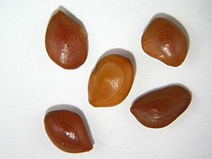 Prosopis velutina seeds