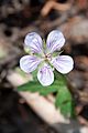 Purple geranium Geranium caespitosum (7924069478)