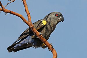 Rüppell's parrot (Poicephalus rueppellii) female.jpg