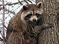 Raccoon female