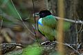 Rainbow Pitta - Howard Springs - Darwin