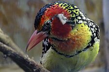 Red-and-yellow Barbet 2