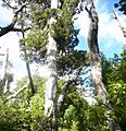 Reserva Nacional Llanquihue - Chile - Alerce Gigante