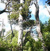 Reserva Nacional Llanquihue - Chile - Alerce Gigante.jpg