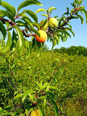 Ripening Chickasaw Plum