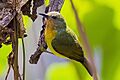 Ruby-cheeked sunbird (Female)