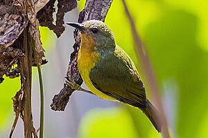 Ruby-cheeked sunbird (Female).jpg