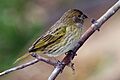 Saffron finch (Sicalis flaveola) male juvenile