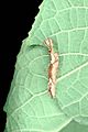 Schizura ipomoeae larva1