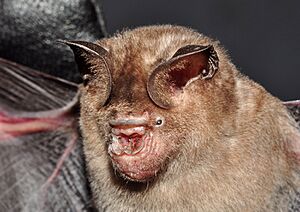 Schneiders leaf nosed bat close up
