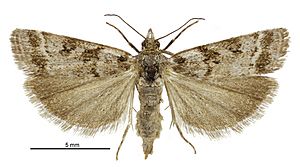 Scoparia s.l. caliginosa female.jpg